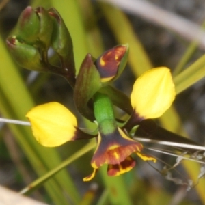 Diuris semilunulata at Rendezvous Creek, ACT - suppressed