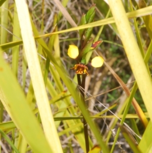 Diuris semilunulata at Rendezvous Creek, ACT - suppressed