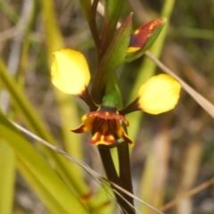 Diuris semilunulata at Rendezvous Creek, ACT - suppressed