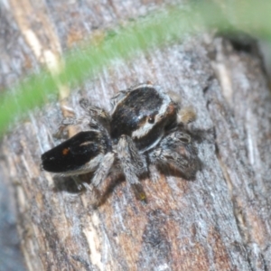 Maratus proszynskii at Rendezvous Creek, ACT - 29 Oct 2023