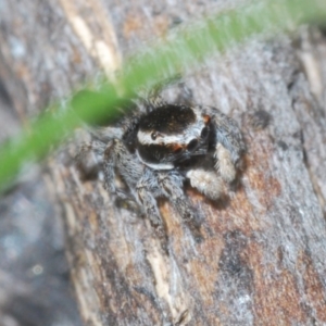 Maratus proszynskii at Rendezvous Creek, ACT - 29 Oct 2023