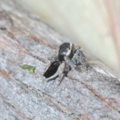 Maratus proszynskii at Rendezvous Creek, ACT - 29 Oct 2023