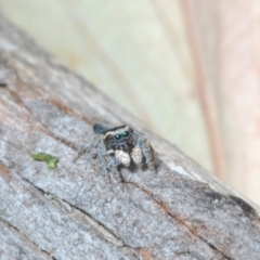 Maratus proszynskii at Rendezvous Creek, ACT - 29 Oct 2023