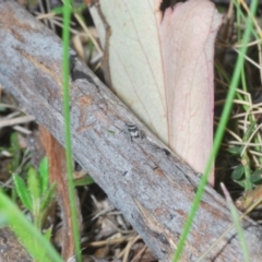 Maratus proszynskii at Rendezvous Creek, ACT - 29 Oct 2023