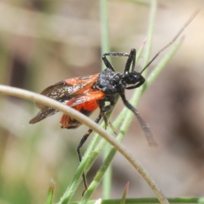 Ectomocoris ornatus (A ground assassin bug) at Rendezvous Creek, ACT - 29 Oct 2023 by Harrisi