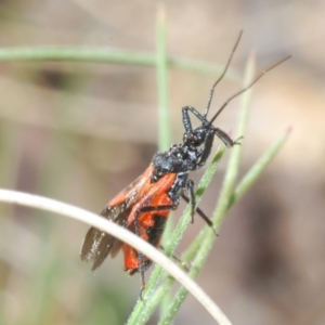 Ectomocoris ornatus at Rendezvous Creek, ACT - 29 Oct 2023 03:37 PM