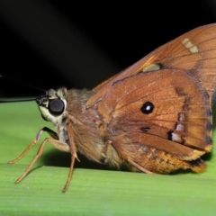 Unidentified Skipper (Hesperiidae) at Capalaba, QLD - 27 Oct 2023 by TimL