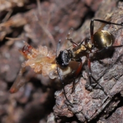 Polyrhachis rufifemur (Red-thighed Spiny Ant) at Capalaba, QLD - 28 Oct 2023 by TimL