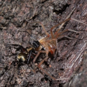 Polyrhachis rufifemur at Capalaba, QLD - 28 Oct 2023 12:12 PM