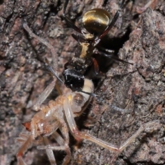 Polyrhachis rufifemur at Capalaba, QLD - 28 Oct 2023 12:12 PM