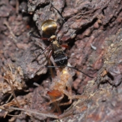 Polyrhachis rufifemur at Capalaba, QLD - 28 Oct 2023 12:12 PM