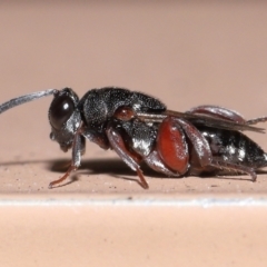 Chalcididae (family) at Capalaba, QLD - 28 Oct 2023 by TimL