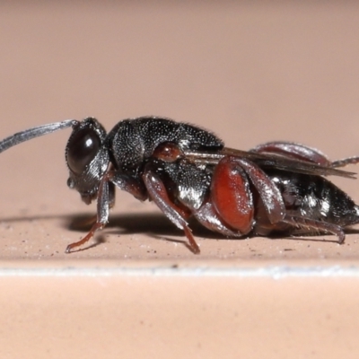 Unidentified Parasitic wasp (numerous families) at Capalaba, QLD - 28 Oct 2023 by TimL