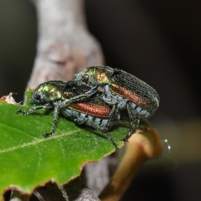 Diphucephala sp. (genus) (Green Scarab Beetle) at Capalaba, QLD - 28 Oct 2023 by TimL