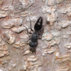 Mutillidae (family) (Unidentified Mutillid wasp or velvet ant) at Capalaba, QLD - 28 Oct 2023 by TimL