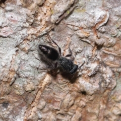 Mutillidae (family) at Capalaba, QLD - 28 Oct 2023 12:44 PM