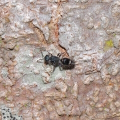 Mutillidae (family) at Capalaba, QLD - 28 Oct 2023 12:44 PM