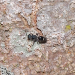 Mutillidae (family) at Capalaba, QLD - 28 Oct 2023 12:44 PM