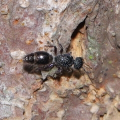 Mutillidae (family) at Capalaba, QLD - 28 Oct 2023 12:44 PM