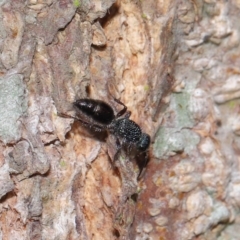 Mutillidae (family) at Capalaba, QLD - 28 Oct 2023 12:44 PM