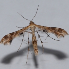 Sphenarches anisodactylus (Geranium Plume Moth) at Wellington Point, QLD - 28 Oct 2023 by TimL