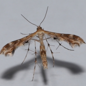 Sphenarches anisodactylus at Wellington Point, QLD - suppressed