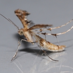 Sphenarches anisodactylus at Wellington Point, QLD - 28 Oct 2023