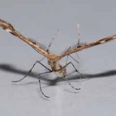 Sphenarches anisodactylus at Wellington Point, QLD - 28 Oct 2023