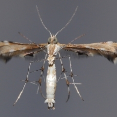 Sphenarches anisodactylus at Wellington Point, QLD - suppressed