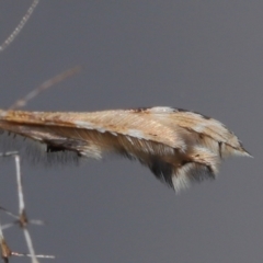 Sphenarches anisodactylus at Wellington Point, QLD - suppressed