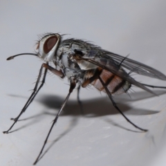 Unidentified True fly (Diptera) at Wellington Point, QLD - 29 Oct 2023 by TimL