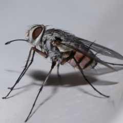 Unverified True fly (Diptera) by TimL