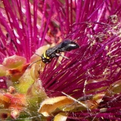 Hylaeus (Prosopisteron) primulipictus (Hylaeine colletid bee) at Wingecarribee Local Government Area - 29 Oct 2023 by Curiosity