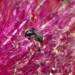 Hylaeus (Prosopisteron) primulipictus at Braemar, NSW - 29 Oct 2023