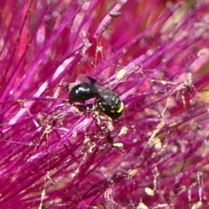 Hylaeus (Prosopisteron) primulipictus at Braemar, NSW - 29 Oct 2023 11:25 AM