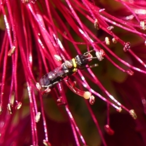 Hylaeus (Prosopisteron) primulipictus at Braemar, NSW - 29 Oct 2023