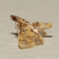 Metasia tiasalis (A Crambid moth (Spilomelinae)) at Wellington Point, QLD - 29 Oct 2023 by TimL