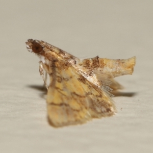 Metasia tiasalis at Wellington Point, QLD - suppressed