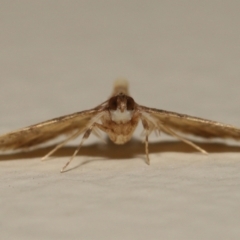 Metasia tiasalis at Wellington Point, QLD - suppressed