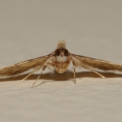 Metasia tiasalis at Wellington Point, QLD - suppressed