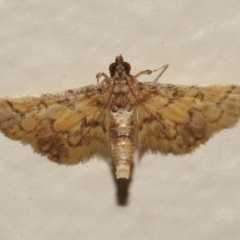 Metasia tiasalis at Wellington Point, QLD - suppressed