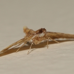 Metasia tiasalis at Wellington Point, QLD - suppressed