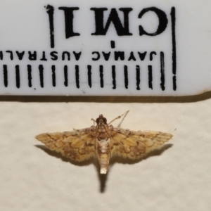 Metasia tiasalis at Wellington Point, QLD - 29 Oct 2023