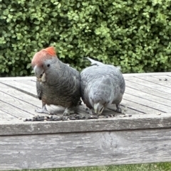 Callocephalon fimbriatum (Gang-gang Cockatoo) at Mount Ainslie to Black Mountain - 29 Oct 2023 by alisonburt