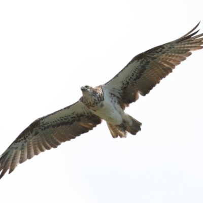 Pandion haliaetus (Osprey) at Cleveland, QLD - 28 Oct 2023 by TimL