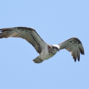 Pandion haliaetus at Cleveland, QLD - suppressed