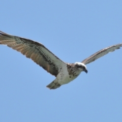 Pandion haliaetus at Cleveland, QLD - suppressed