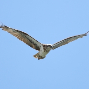 Pandion haliaetus at Cleveland, QLD - suppressed