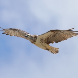 Pandion haliaetus at Cleveland, QLD - suppressed