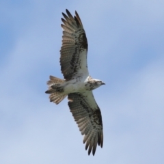 Pandion haliaetus (Osprey) at Cleveland, QLD - 29 Oct 2023 by TimL